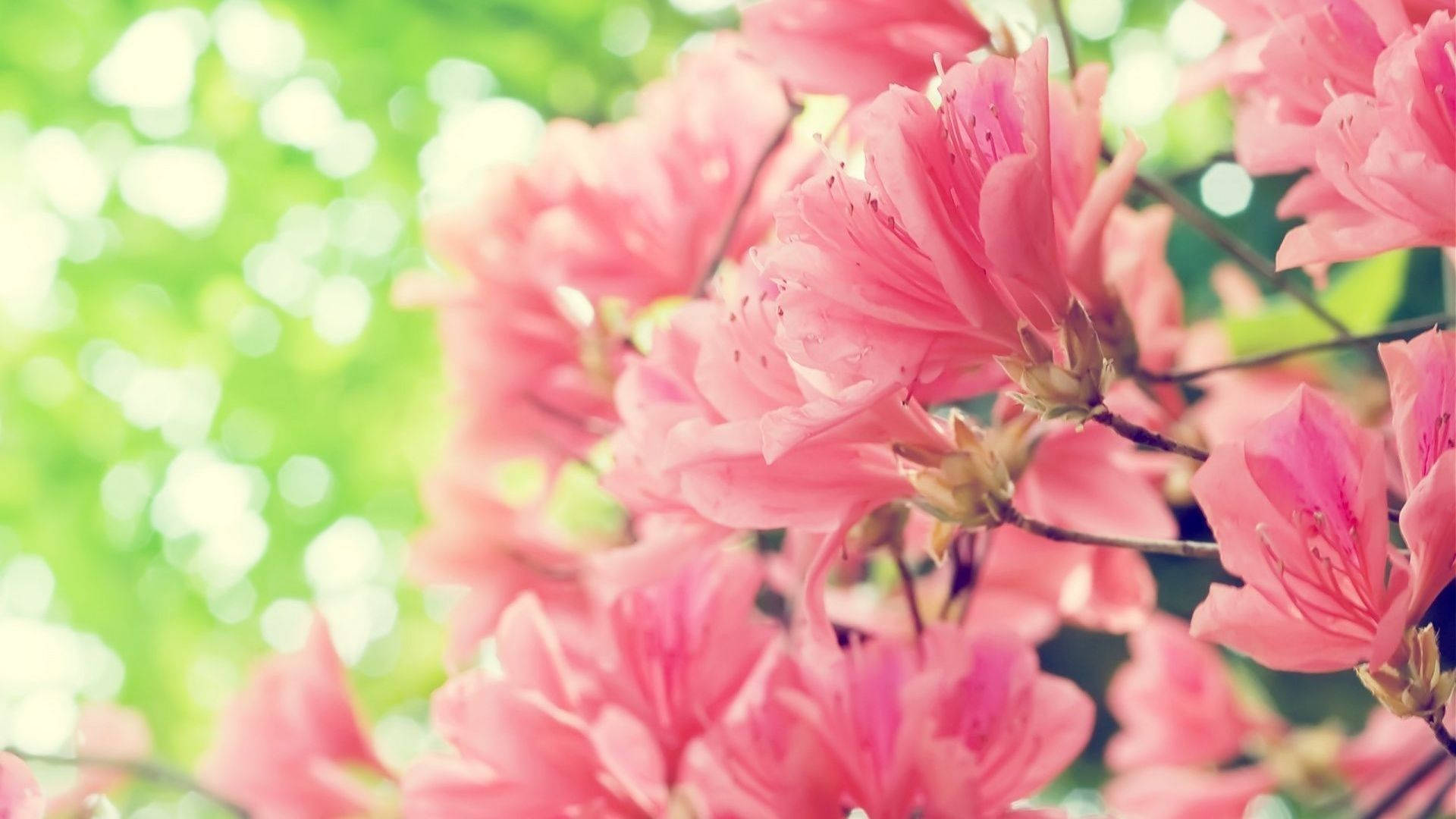 Beautiful Pink Real Floral Background