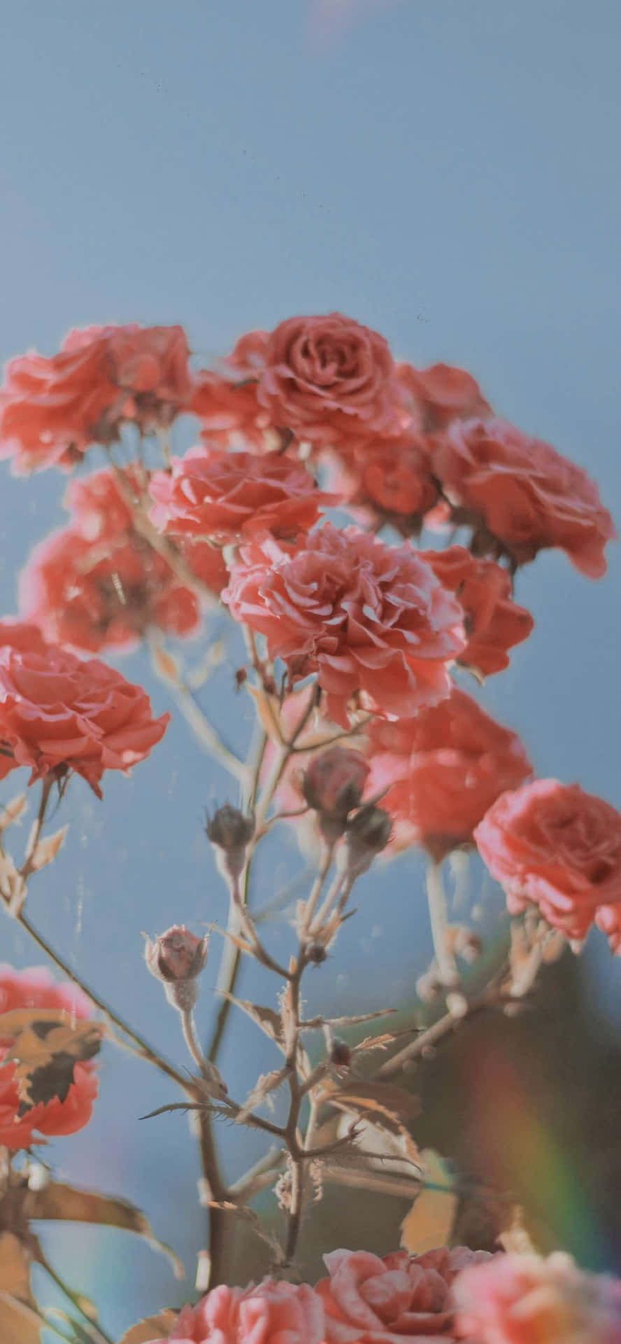 Beautiful Pink Roses For Aesthetic Valentine's Day