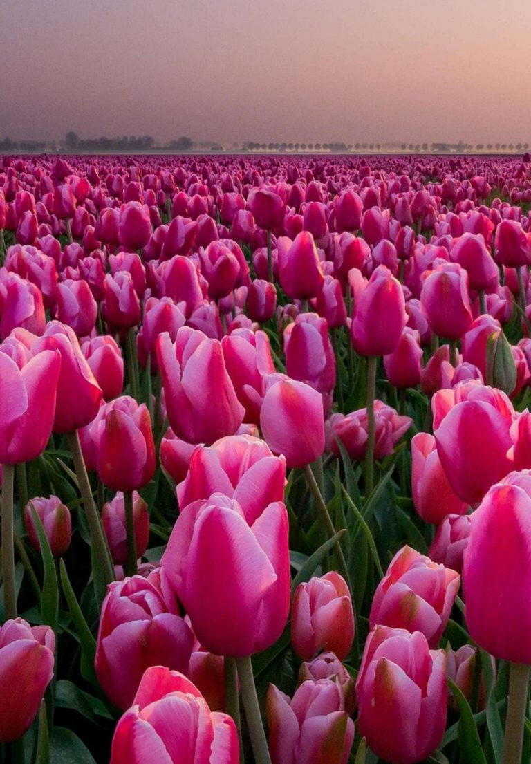 Beautiful Pink Tulip Garden Displayed On Ipad 2021 Screen