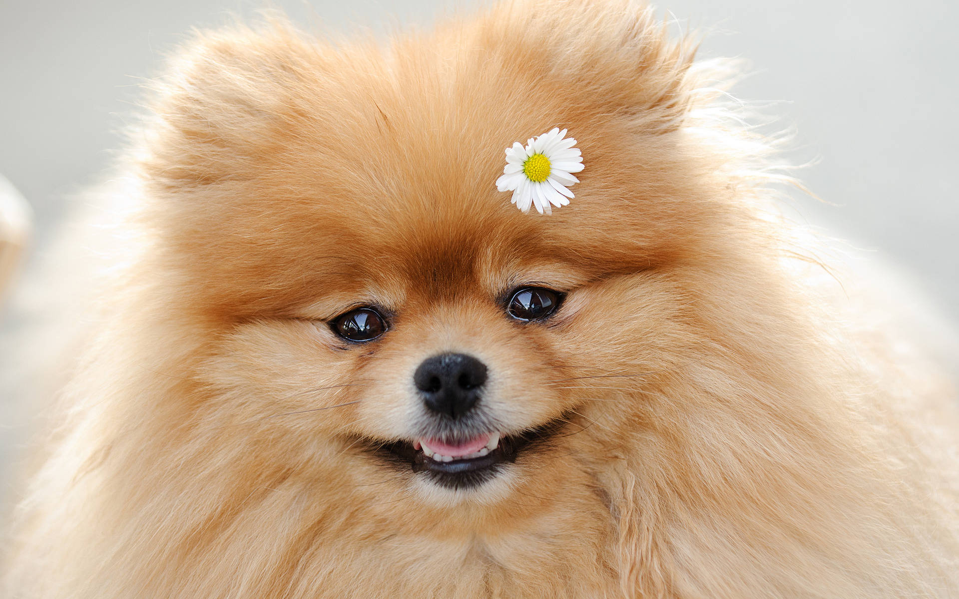 Beautiful Pomeranian With Daisy Flower Background