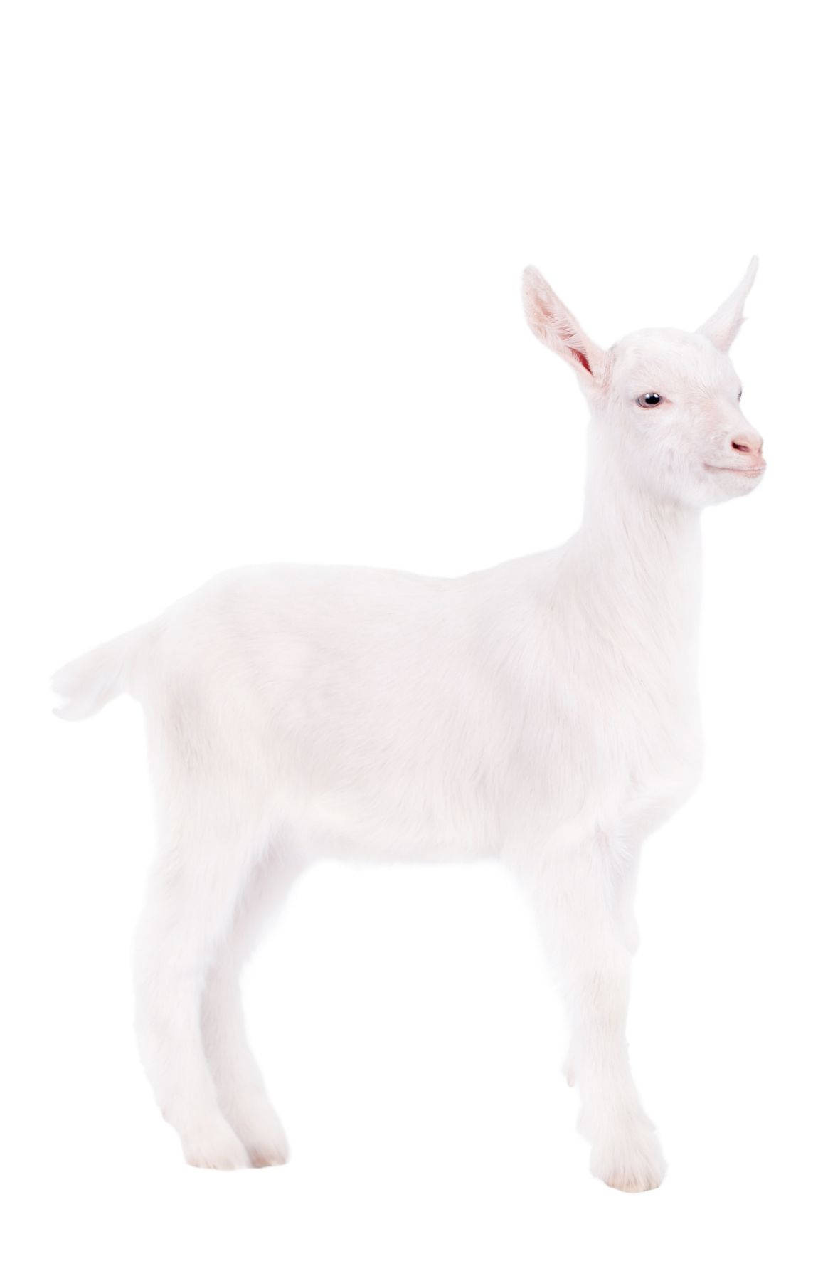 Beautiful Portrait Of White Baby Goat Background