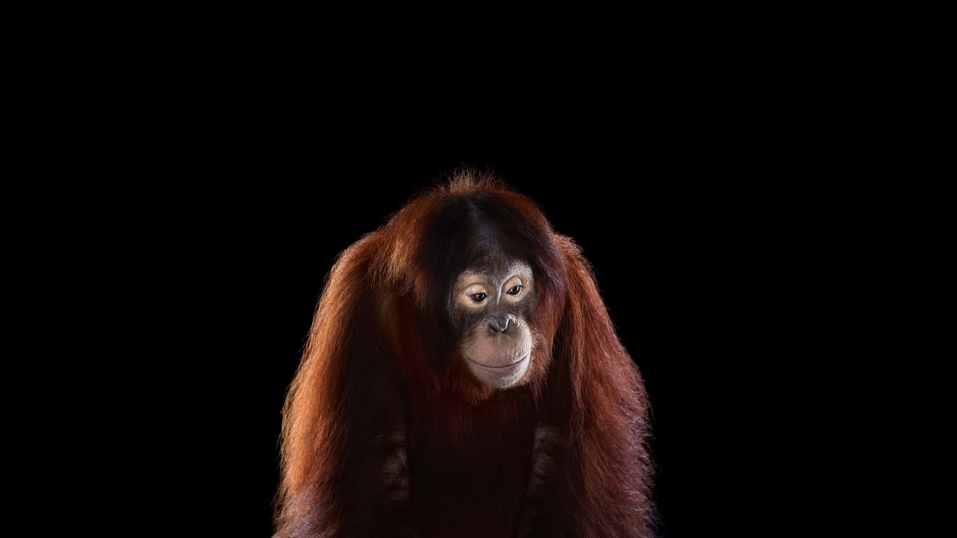 Beautiful Portrait Orangutan Background