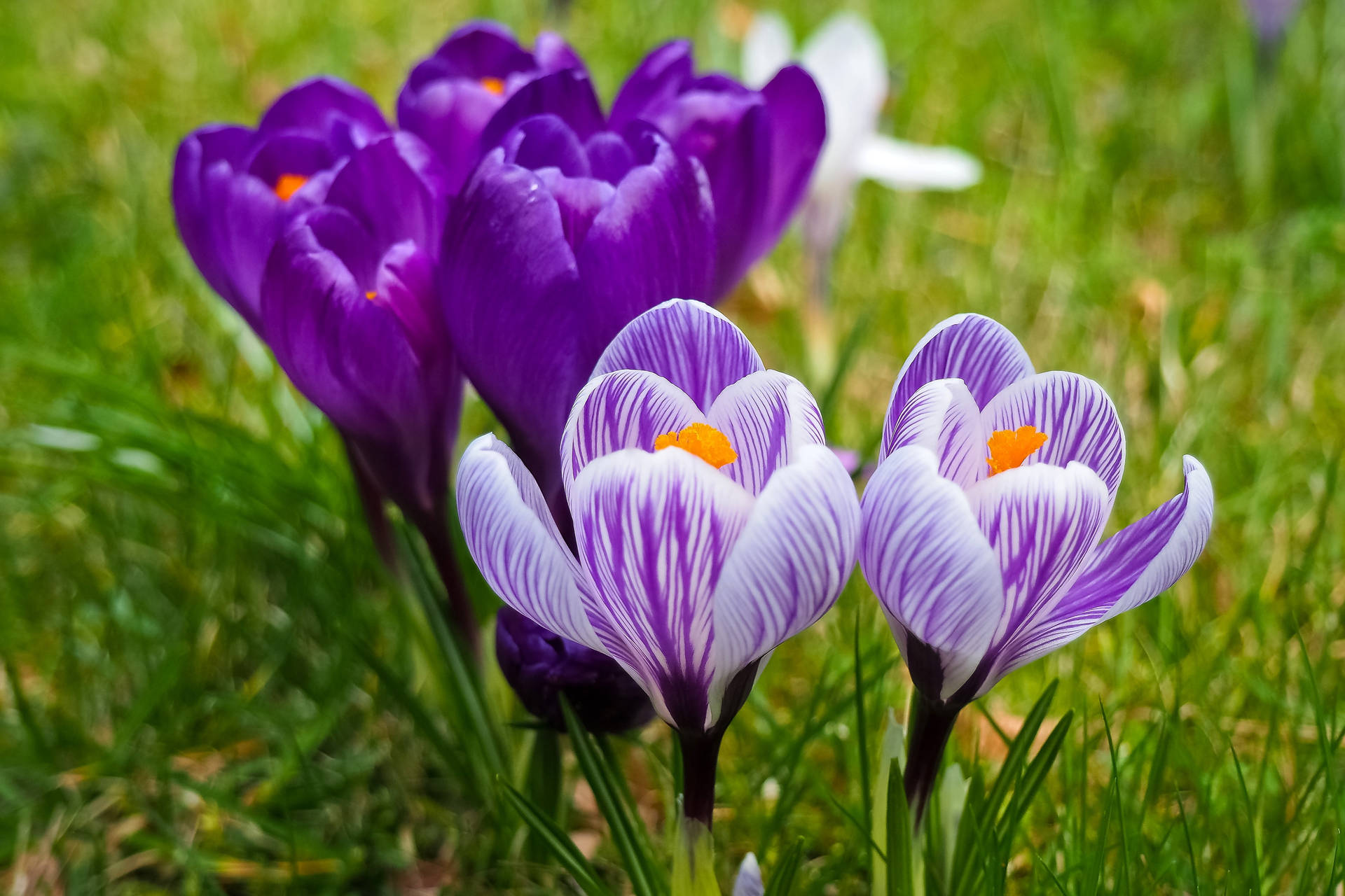 Beautiful Purple Crocus Flowers Background