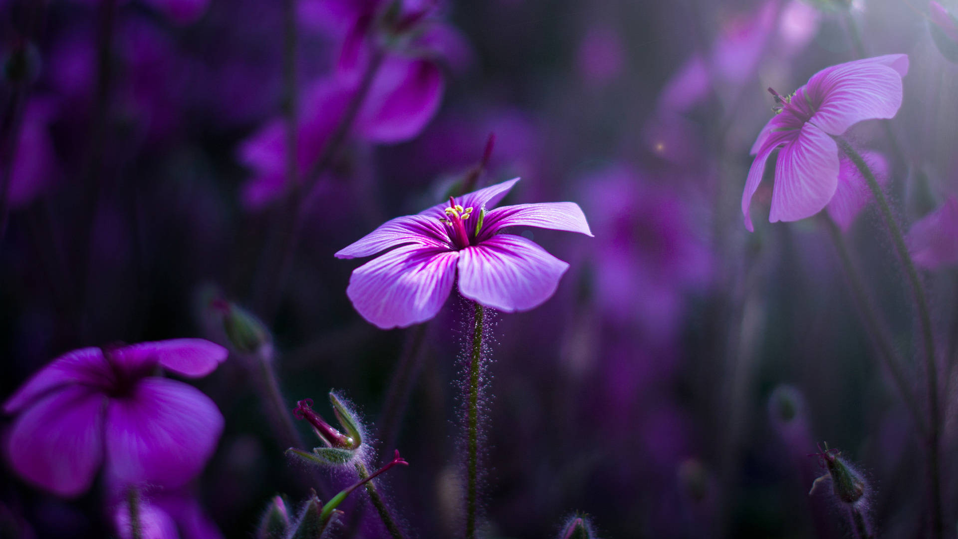 Beautiful Purple Flower Desktop Background