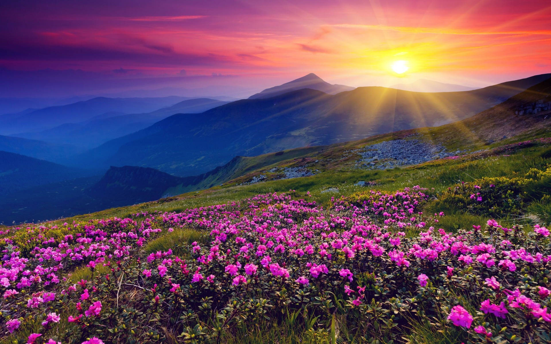 Beautiful Purple Flower Desktop