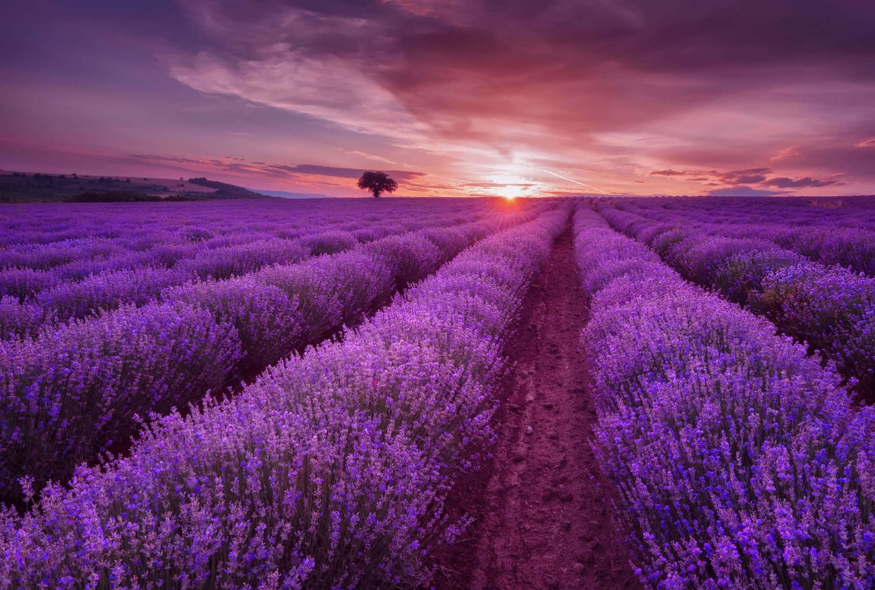 Beautiful Purple Lavender Nature Field Background