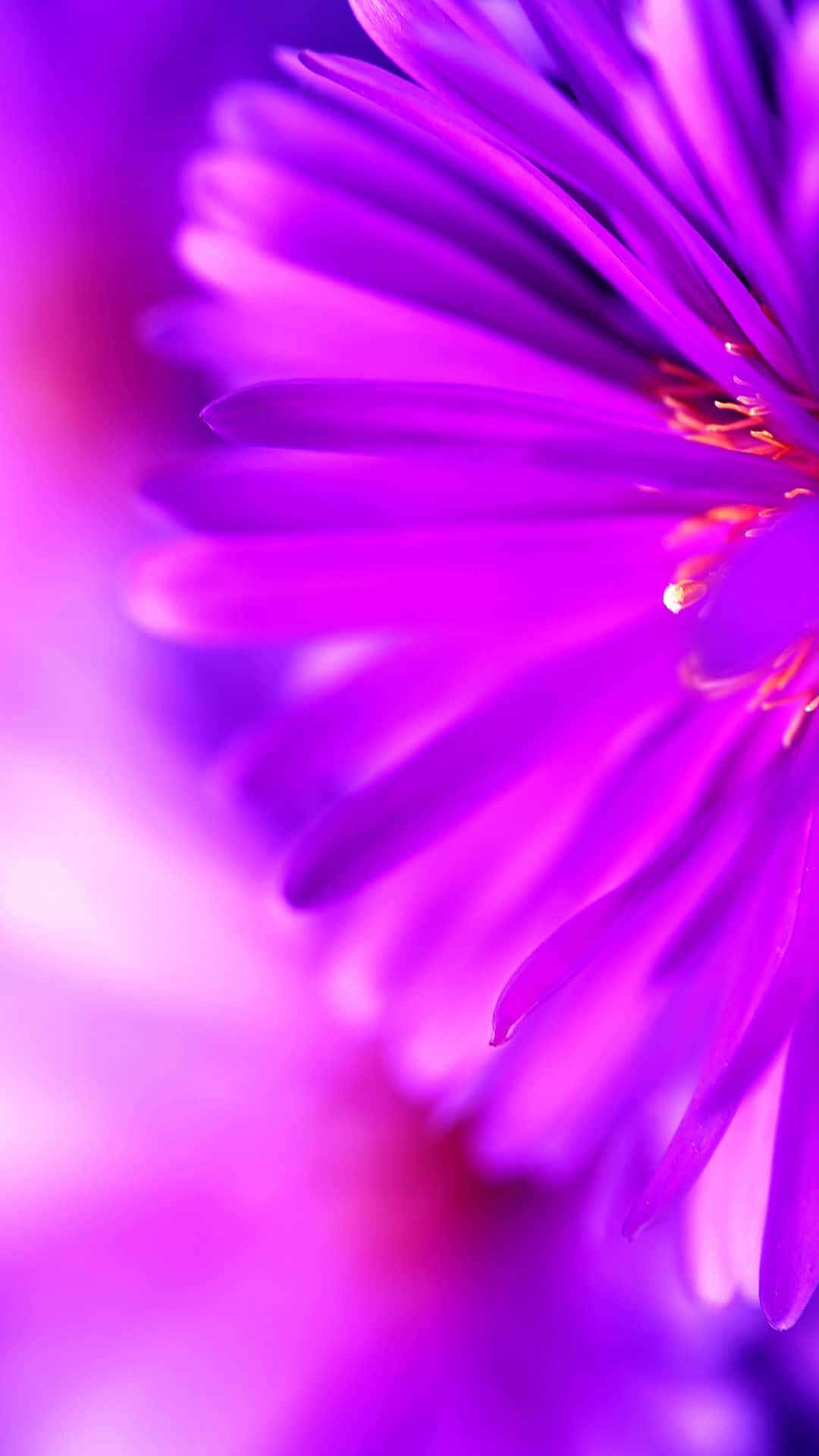 Beautiful Purple Phone Dandelion Flower