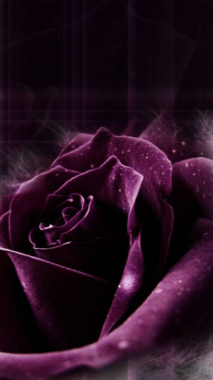 Beautiful Purple Rose Iphone Background