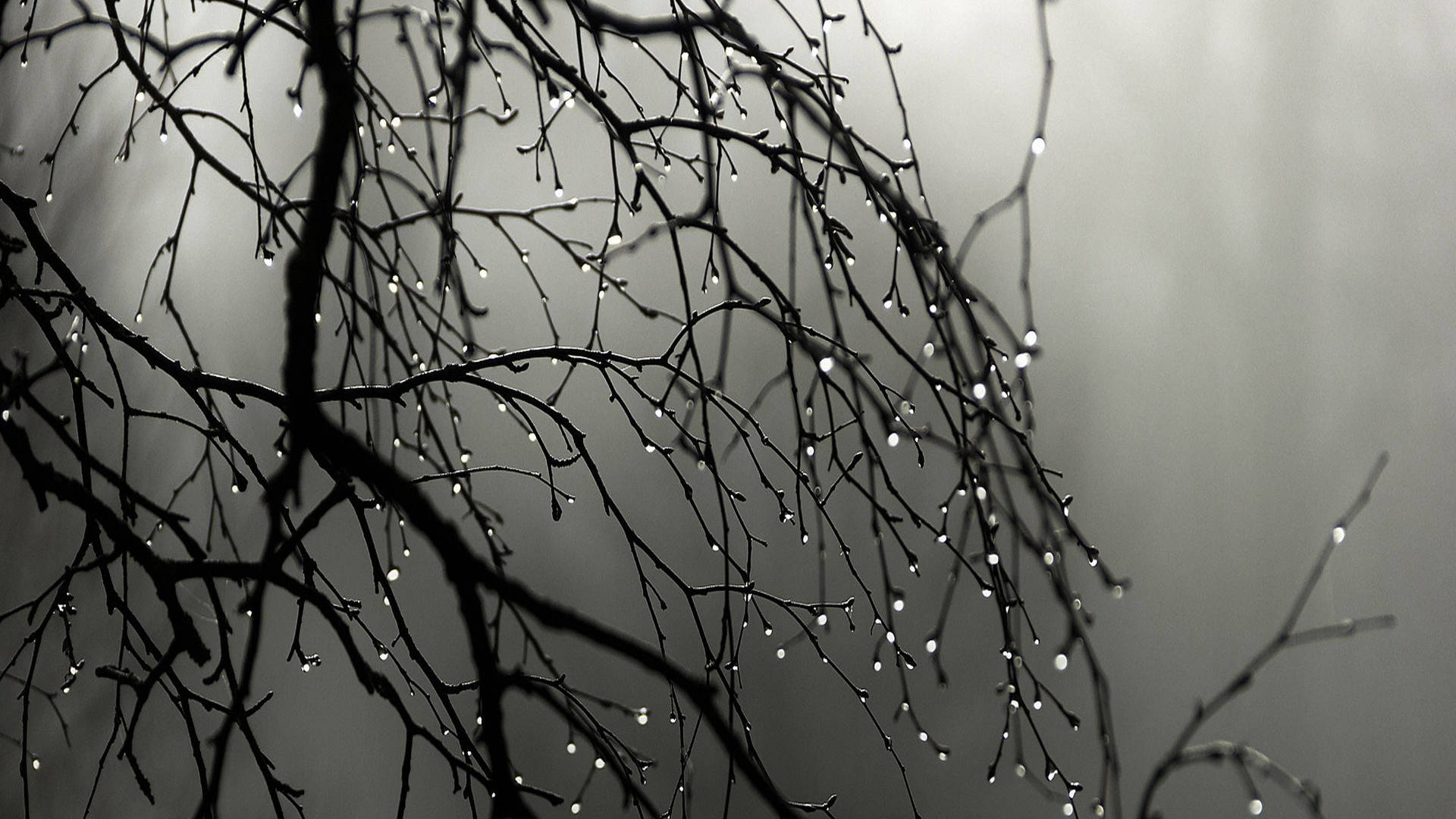 Beautiful Rain Water On Twigs Background