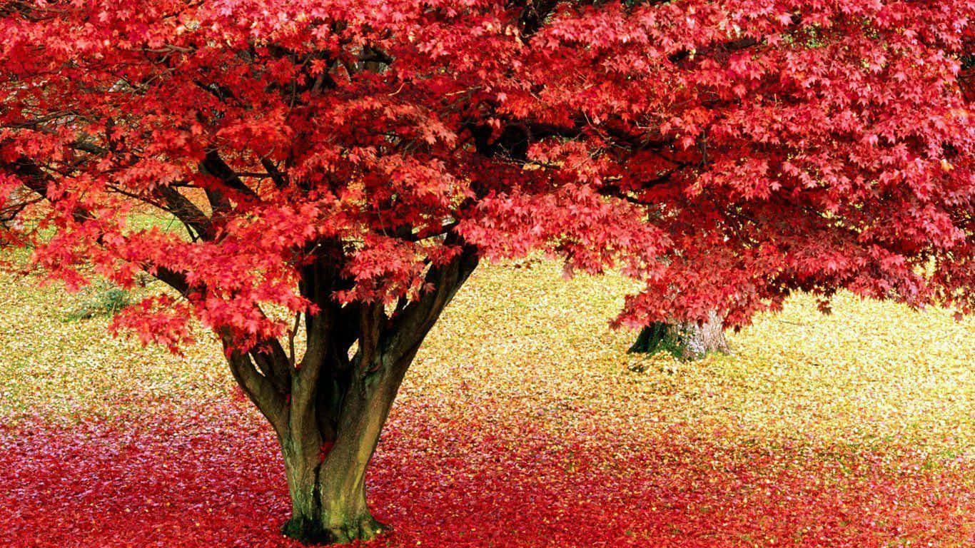 Beautiful Rare Red Maple Tree Background