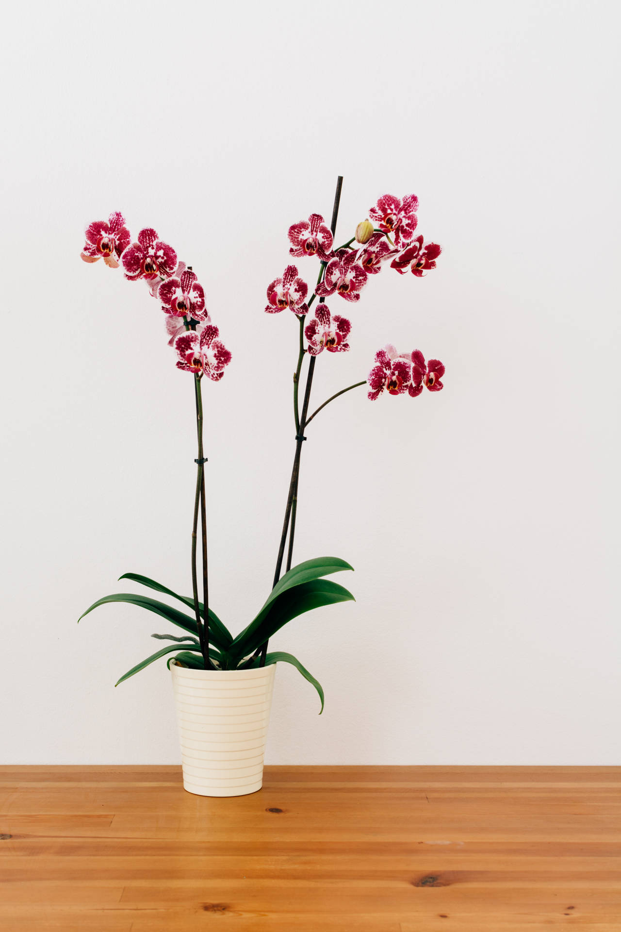 Beautiful Red Moth Orchid Blooming In Elegant Vase Background