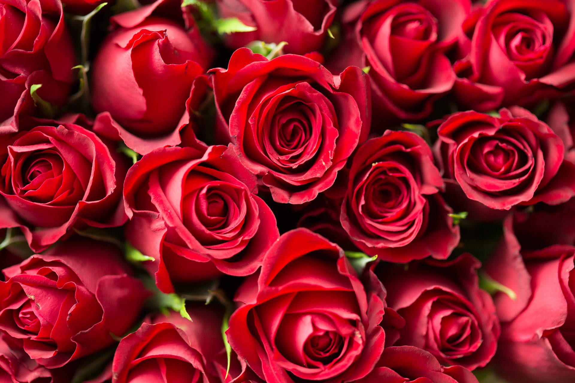 Beautiful Red Rose Aesthetic Phone Background