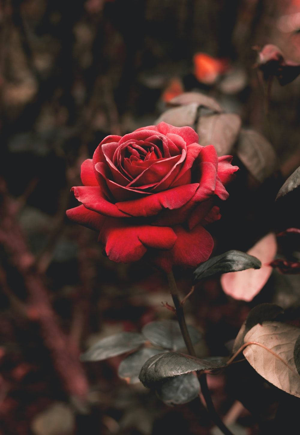 Beautiful Rose Aesthetic