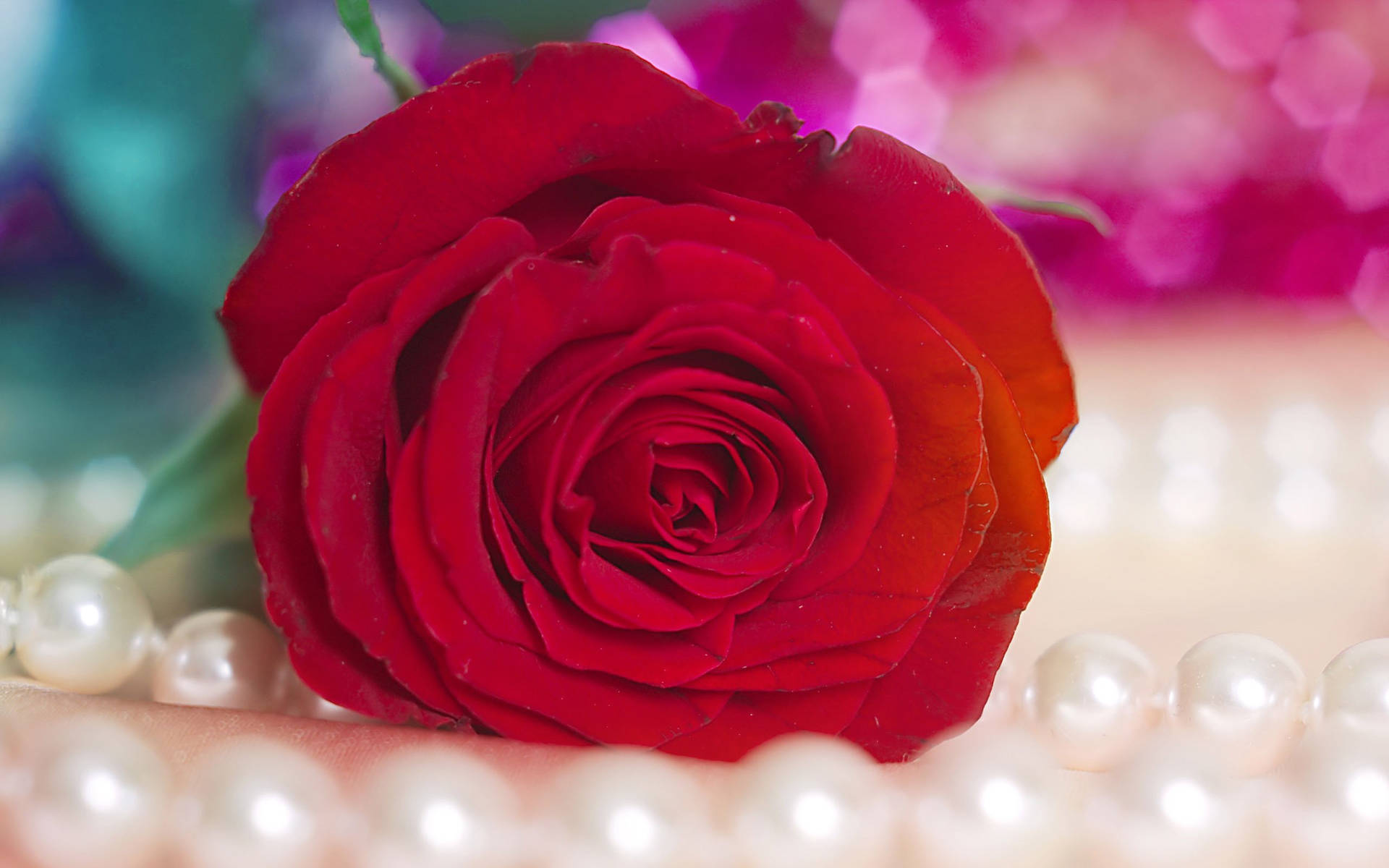 Beautiful Rose Flower And White Pearls Background