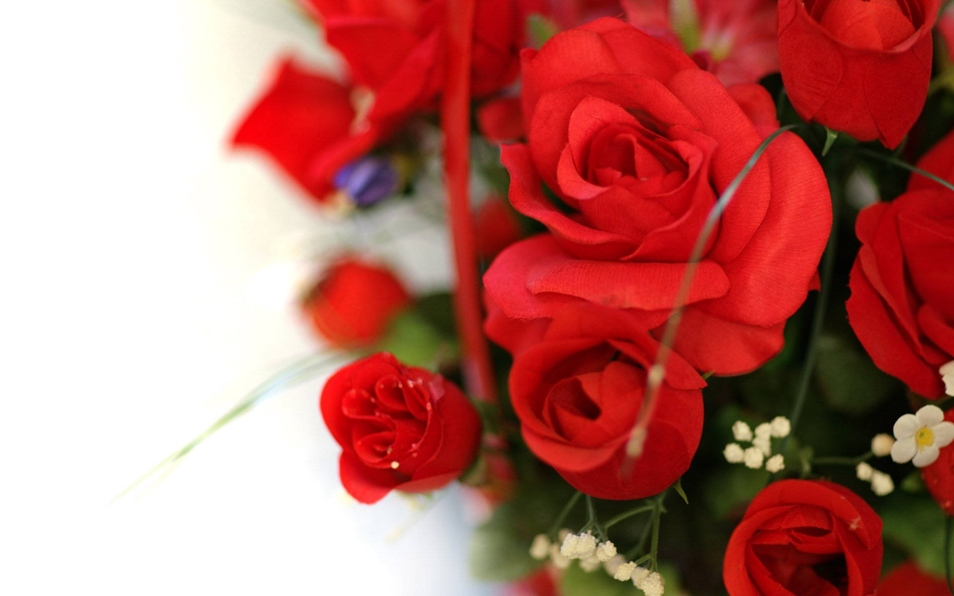 Beautiful Rose Flower Arrangement For Valentines Background