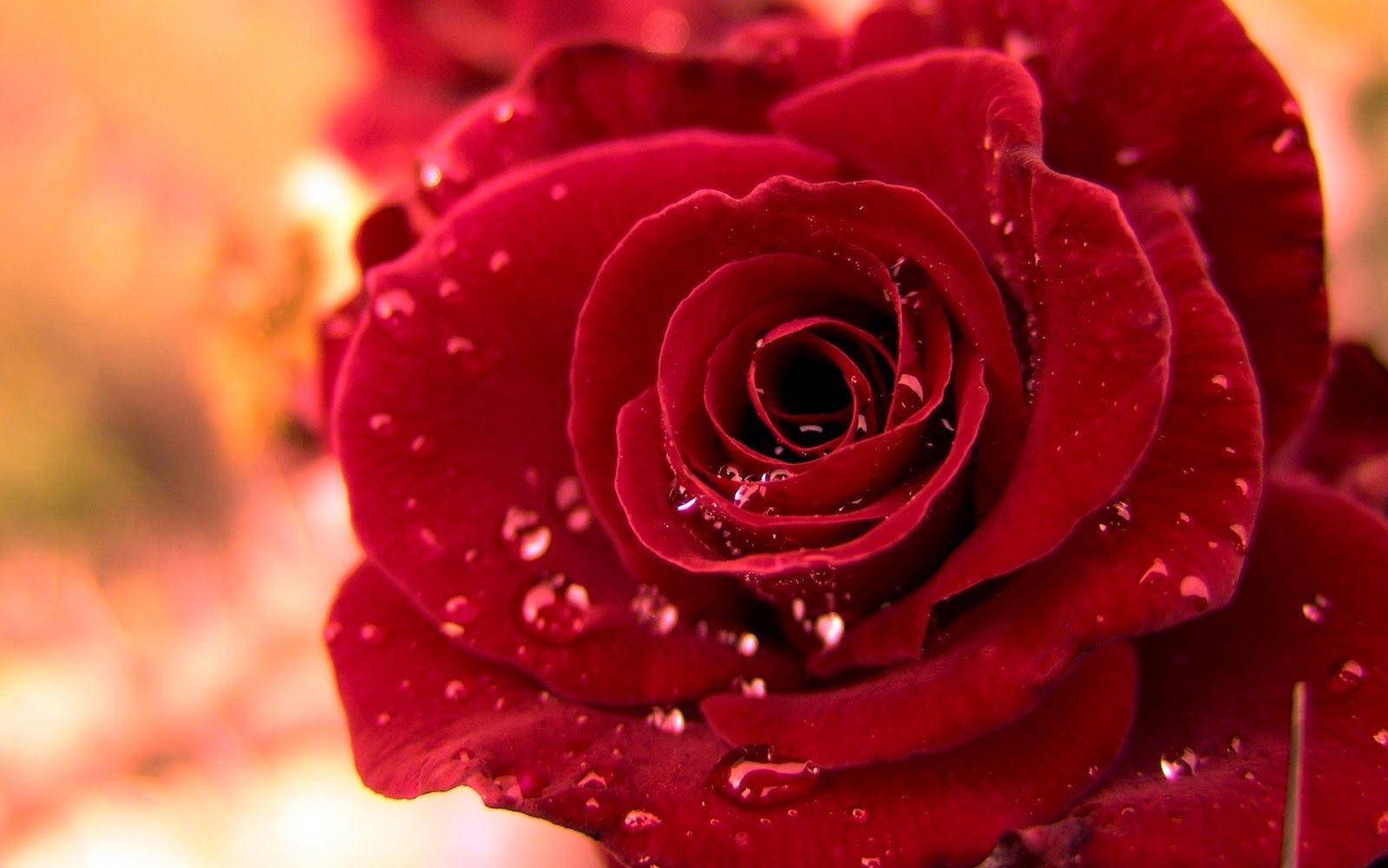 Beautiful Rose Flower In Deep Red Background