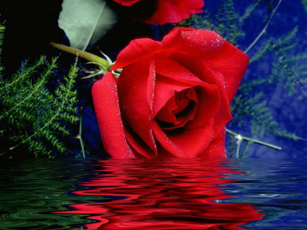 Beautiful Rose Flower On Water Background