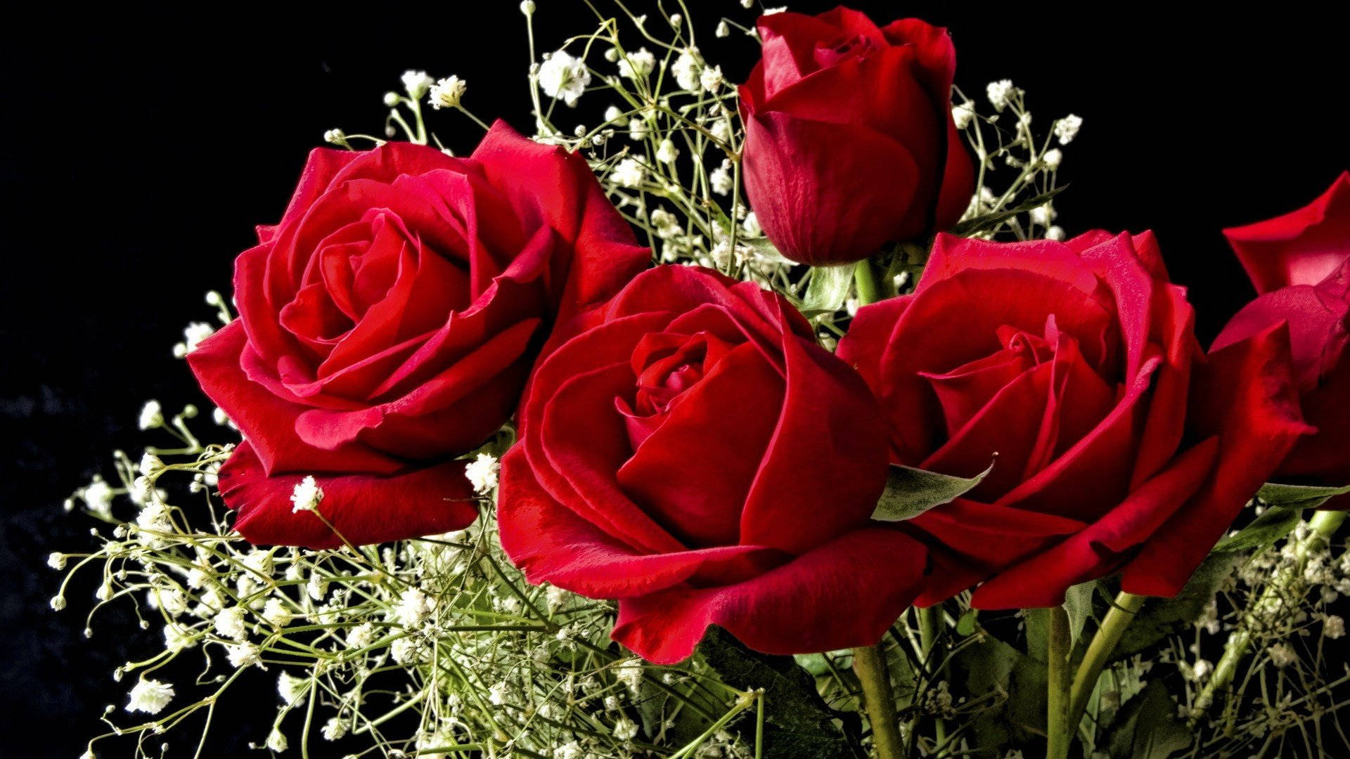 Beautiful Rose Flowers In Red Background