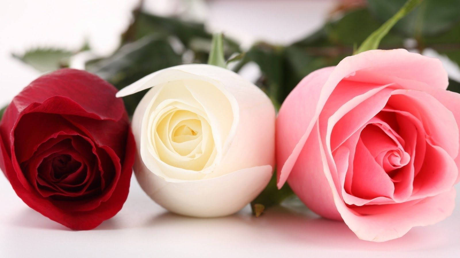 Beautiful Rose Flowers In Red Pink And White