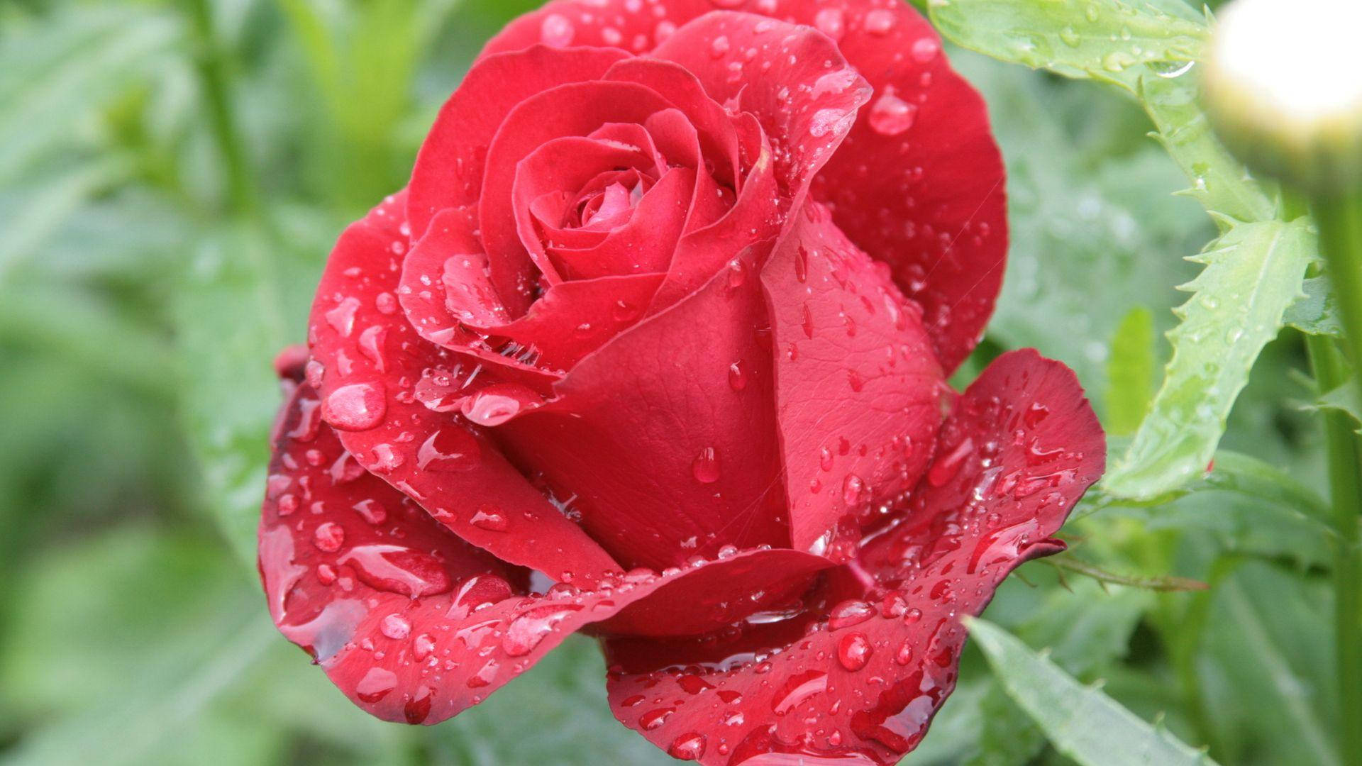 Beautiful Rose Hd After The Rain Background