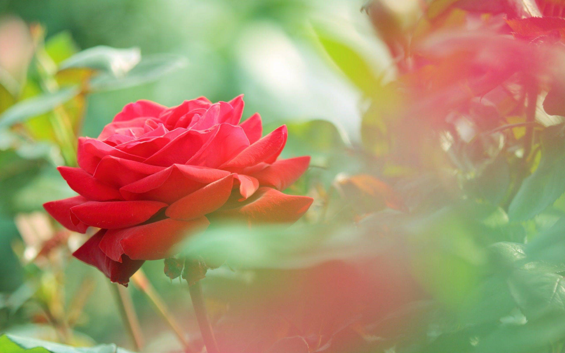 Beautiful Rose Hd In A Garden Background