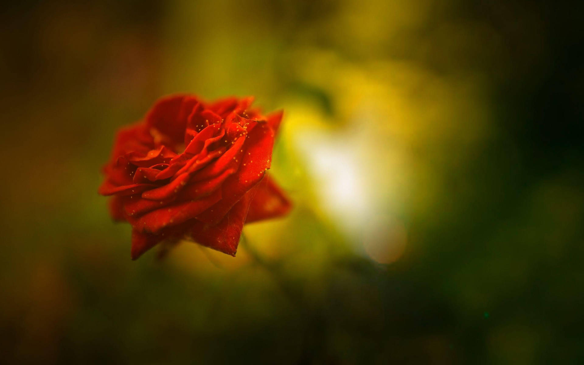 Beautiful Rose Hd In Red Color Background