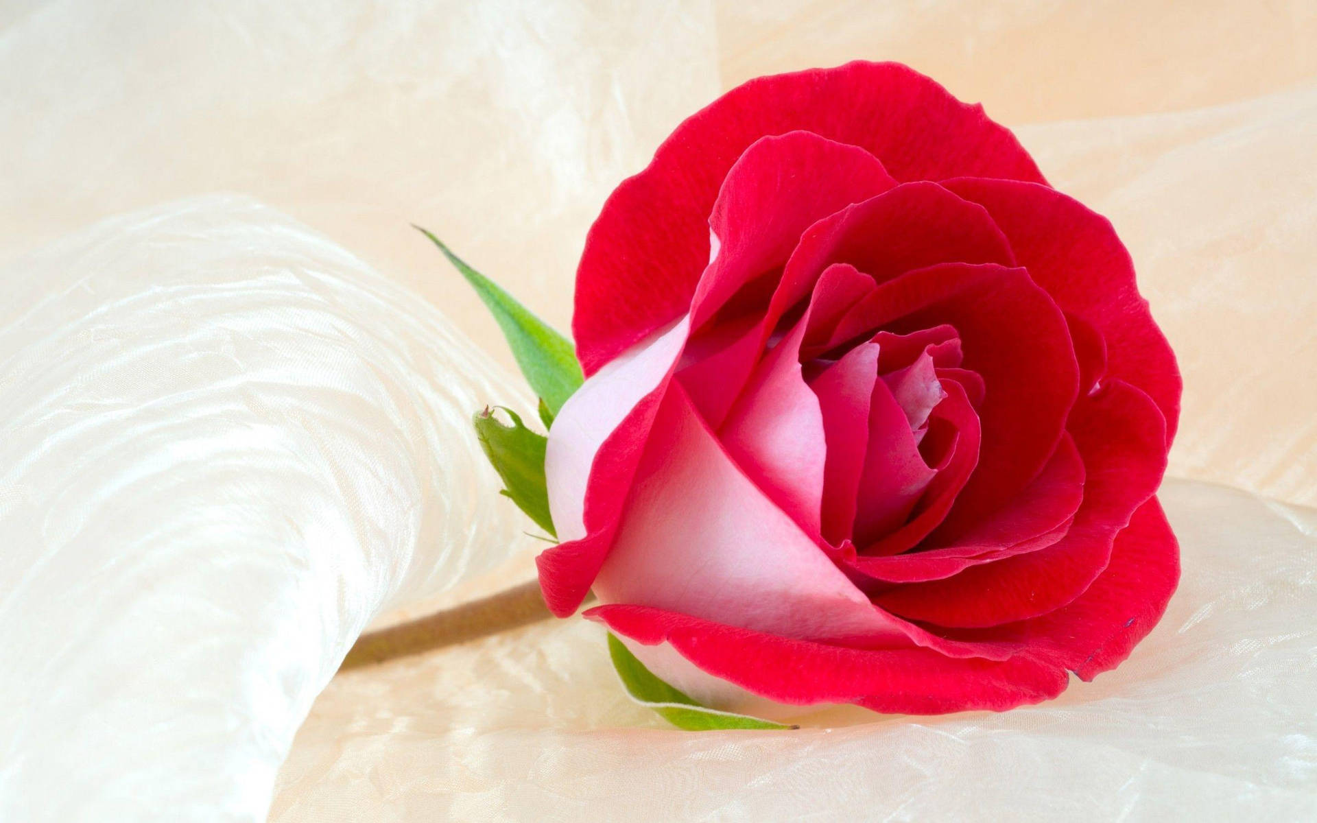 Beautiful Rose Hd Inside A Wrapper Background