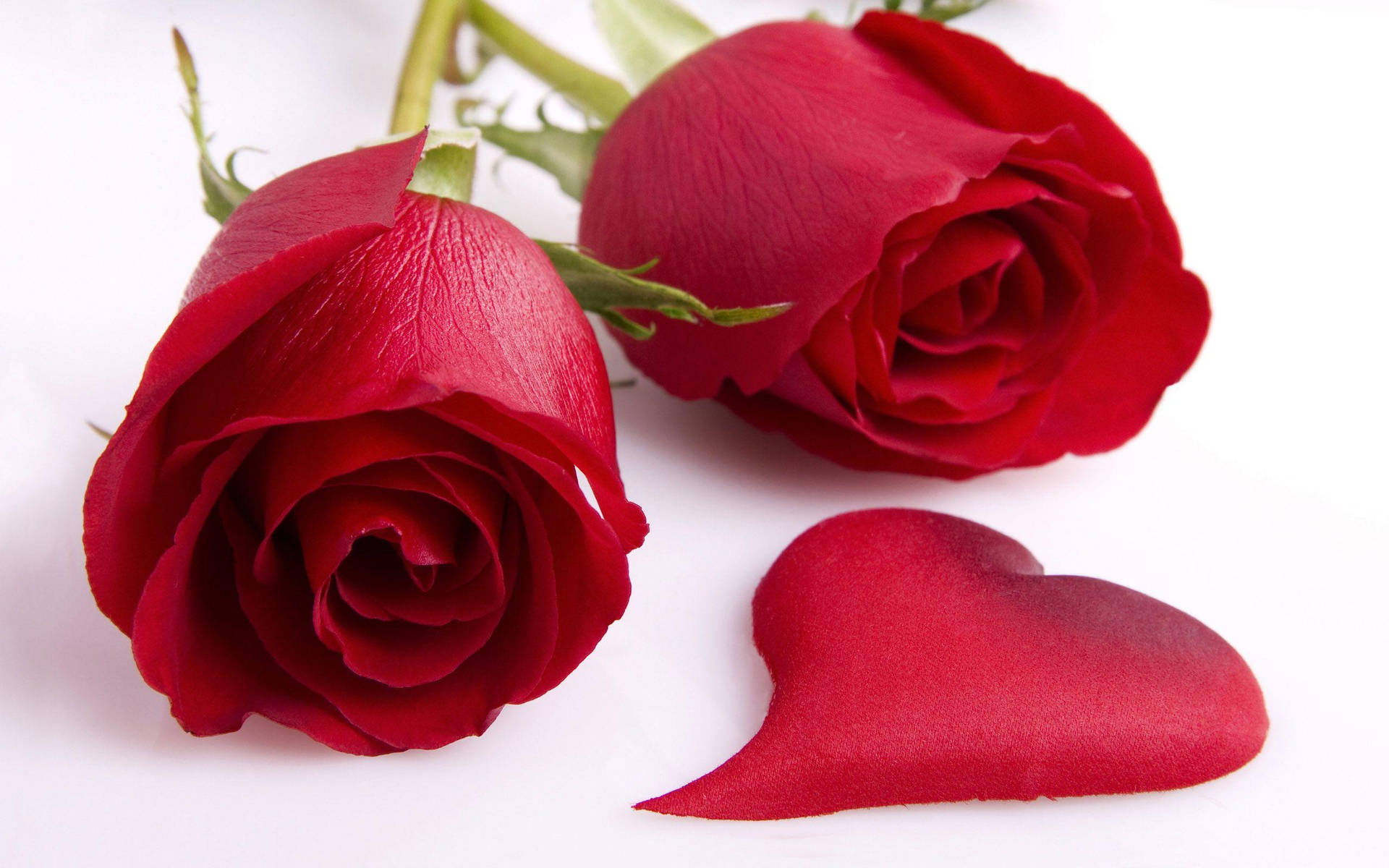 Beautiful Rose Hd With Heart Petal Background