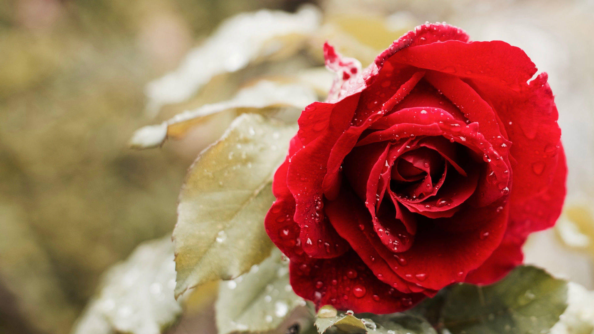 Beautiful Rose Hd With Morning Dew Background