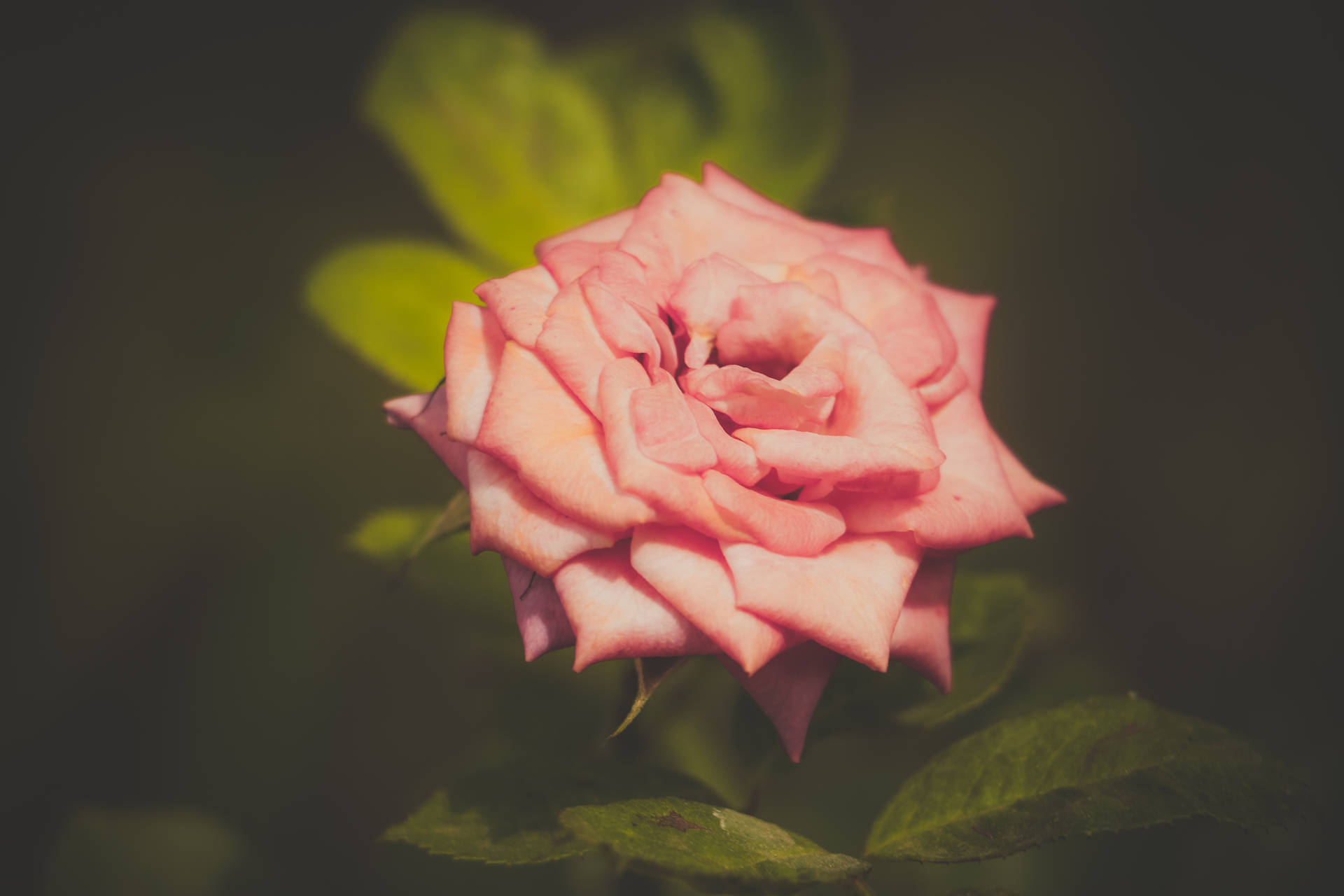 Beautiful Rose Hd With Vintage Filter Background
