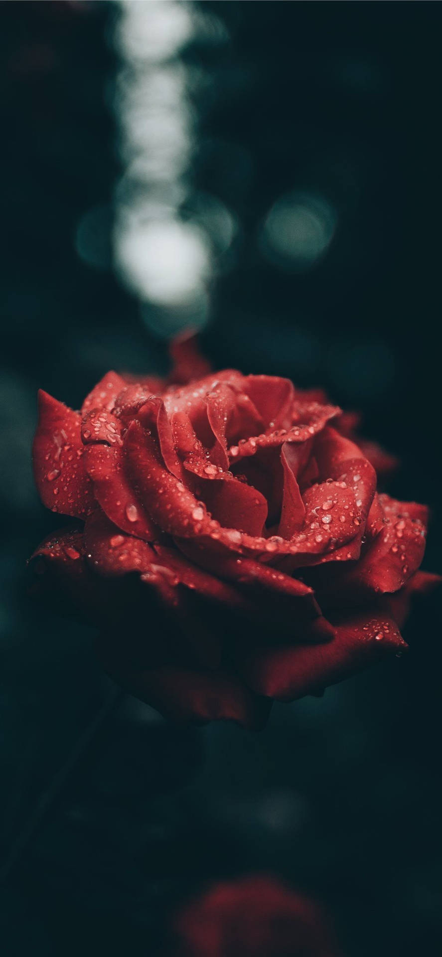 Beautiful Rose Red Iphone Background