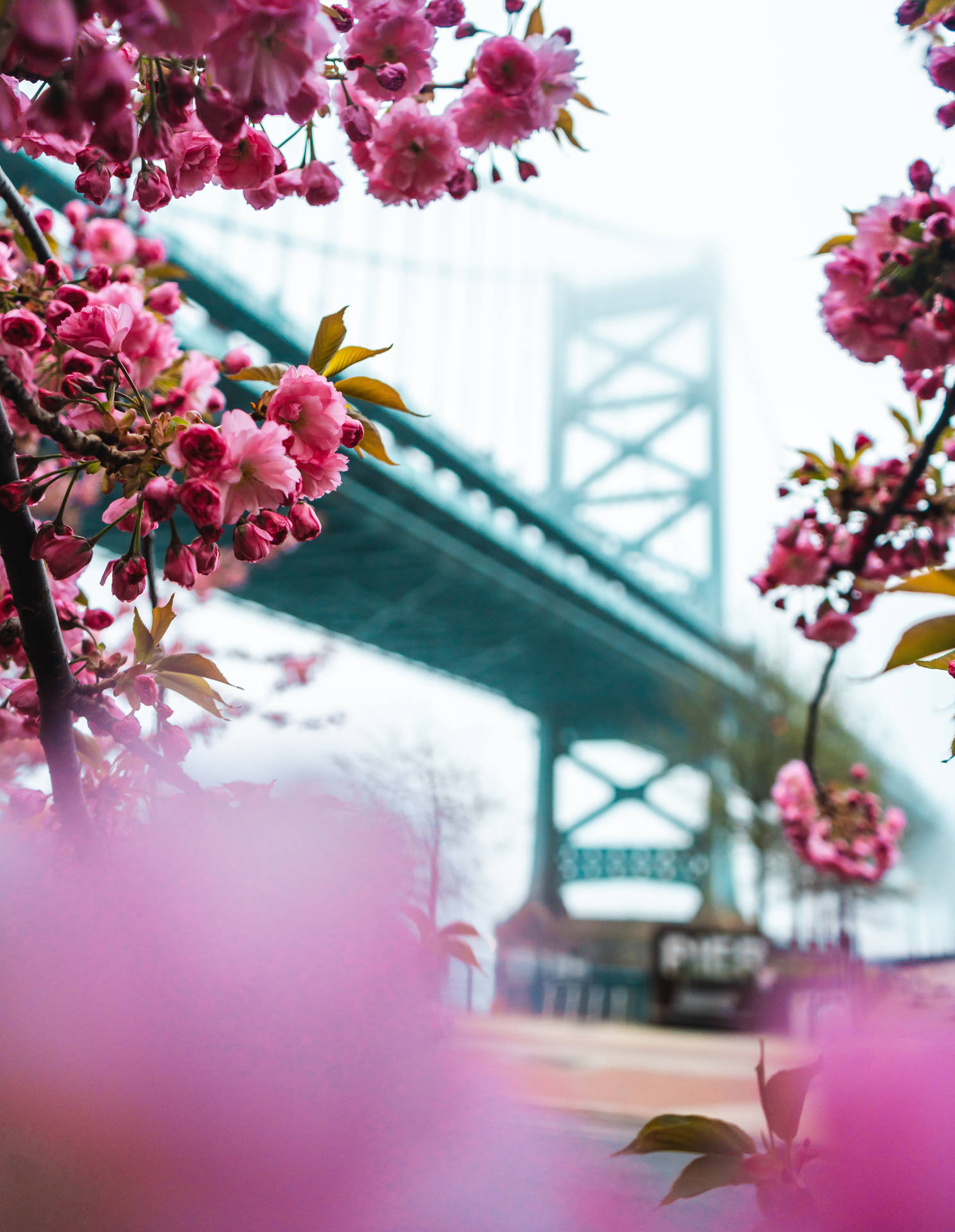 Beautiful Sakura And Bridge Background