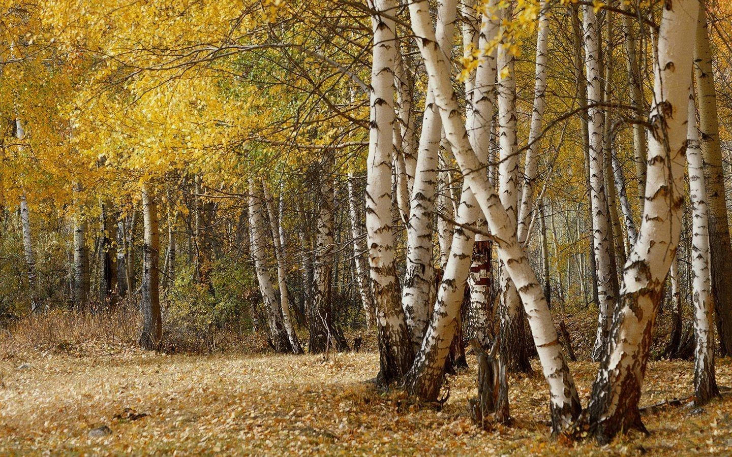 Beautiful Scenery Birch Tree Autumn Background