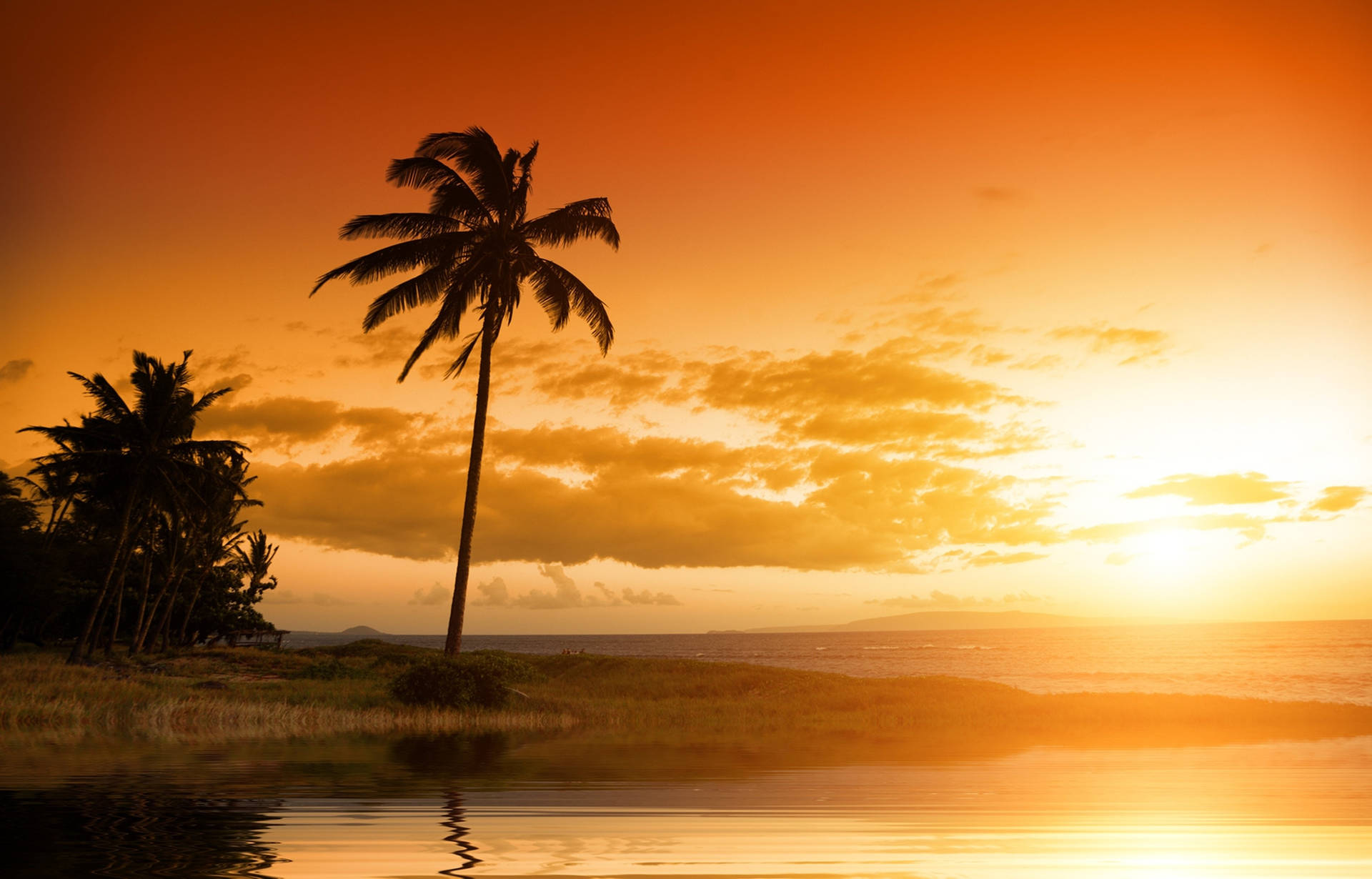 Beautiful Scenery Coconut Tree Background