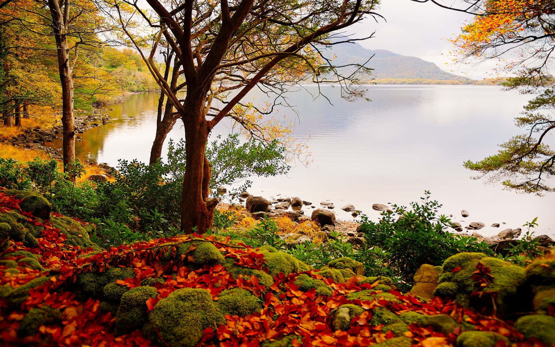 Beautiful Scenery Desktop Autumn Tree Leaves