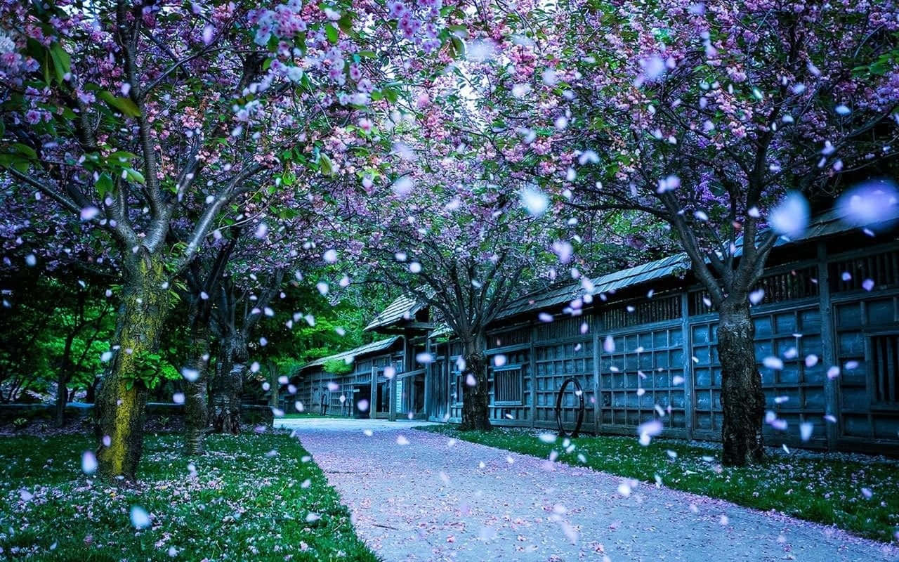 Beautiful Scenery Desktop Cherry Blossom Snow