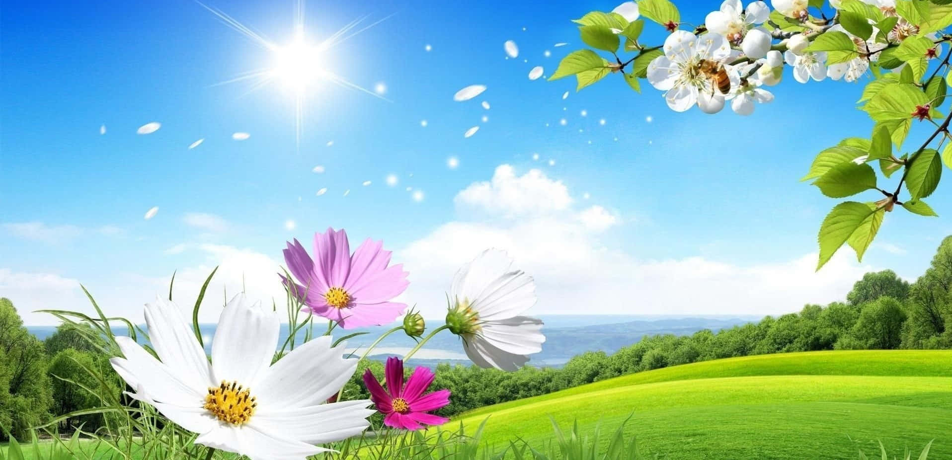 Beautiful Scenery Desktop Colorful Flowers Background
