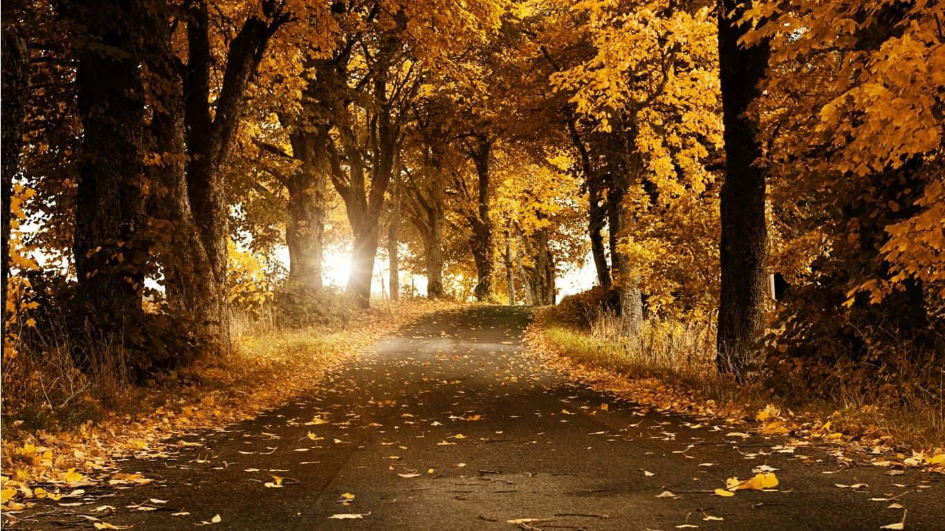 Beautiful Scenery Desktop Dark Autumn Trees Background