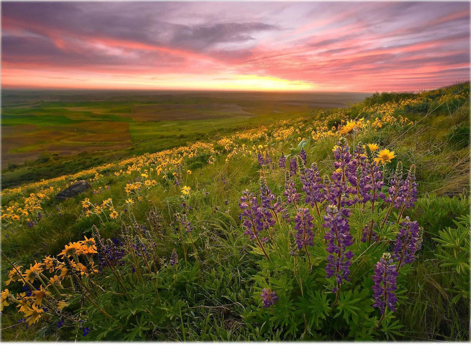 Beautiful Scenery Desktop Flower Valley Background