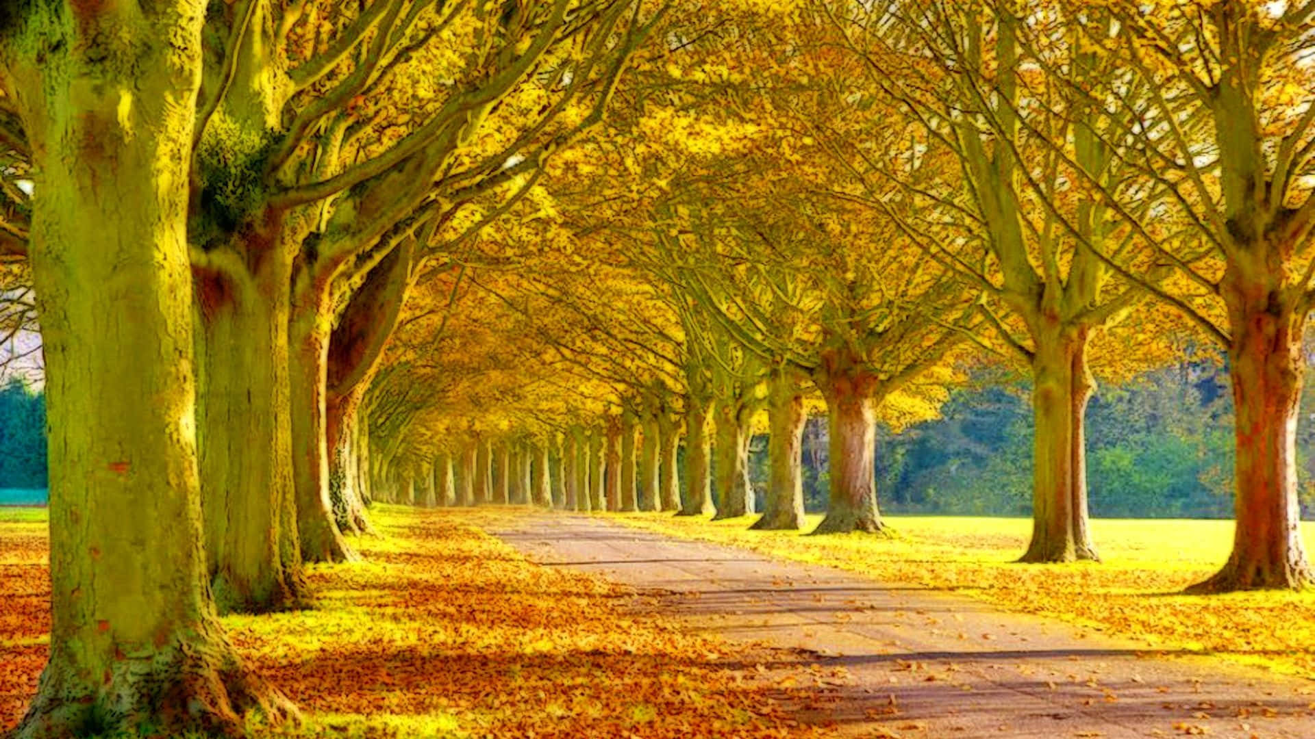 Beautiful Scenery Desktop Golden Tree Lane