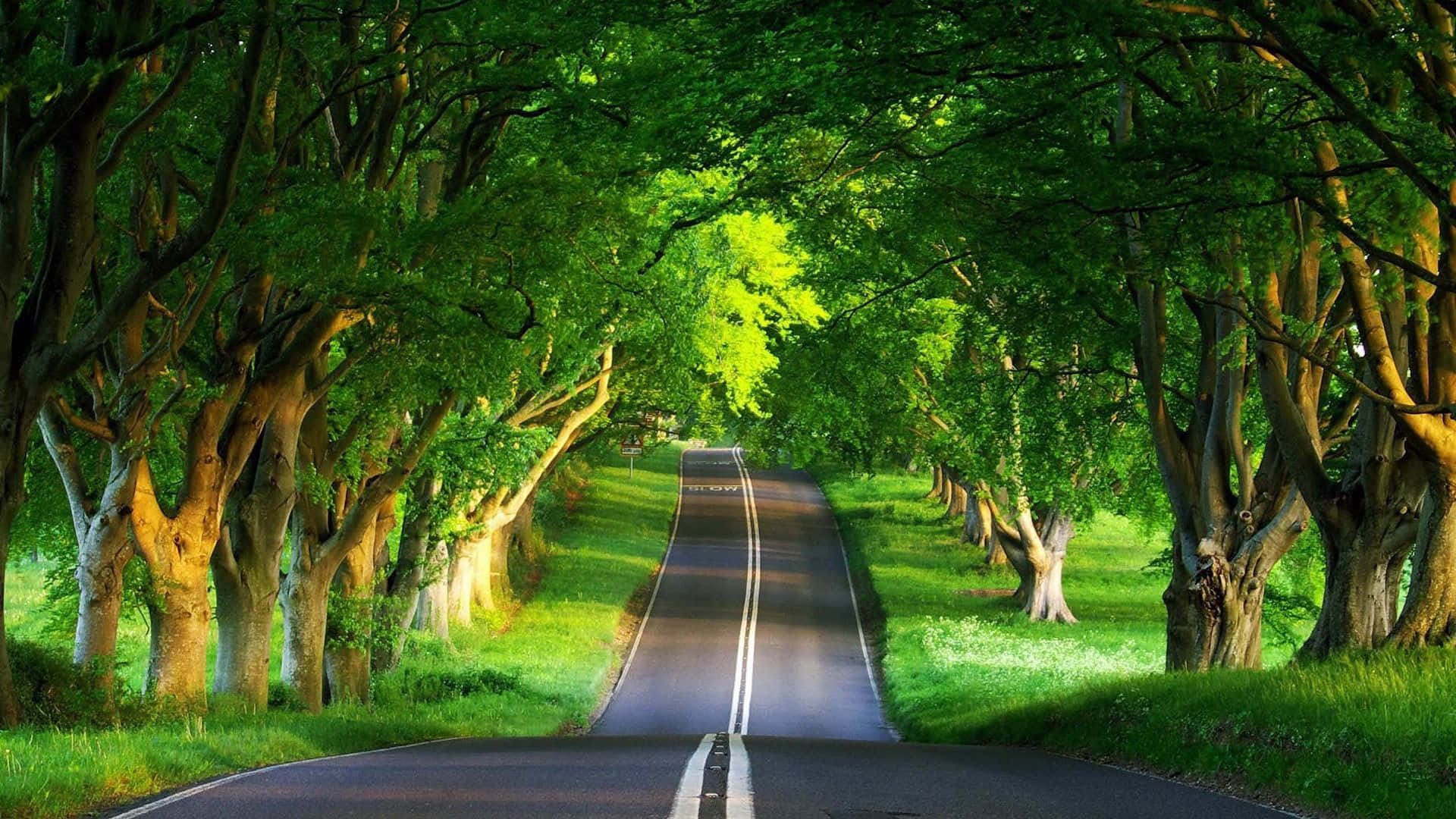 Beautiful Scenery Desktop Green Road Background