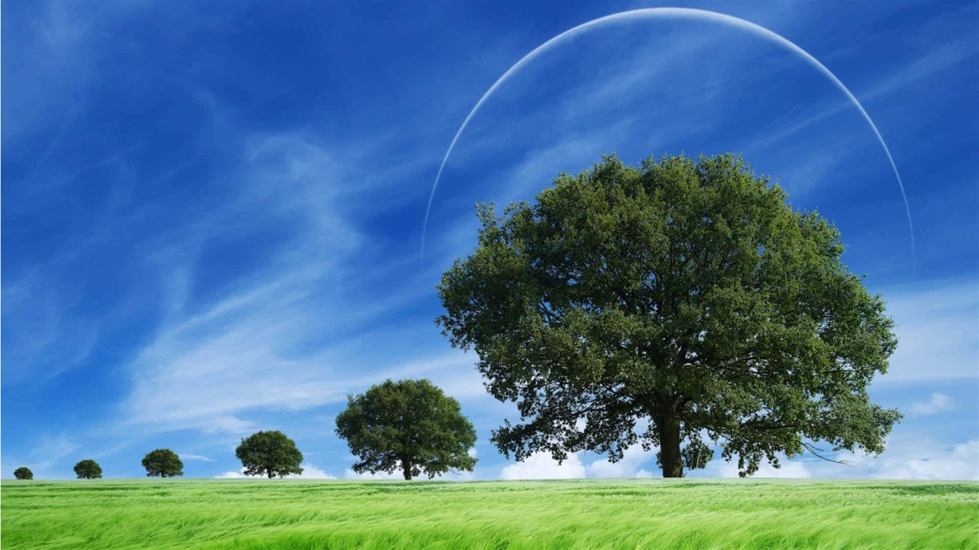 Beautiful Scenery Desktop Green Tree Lane