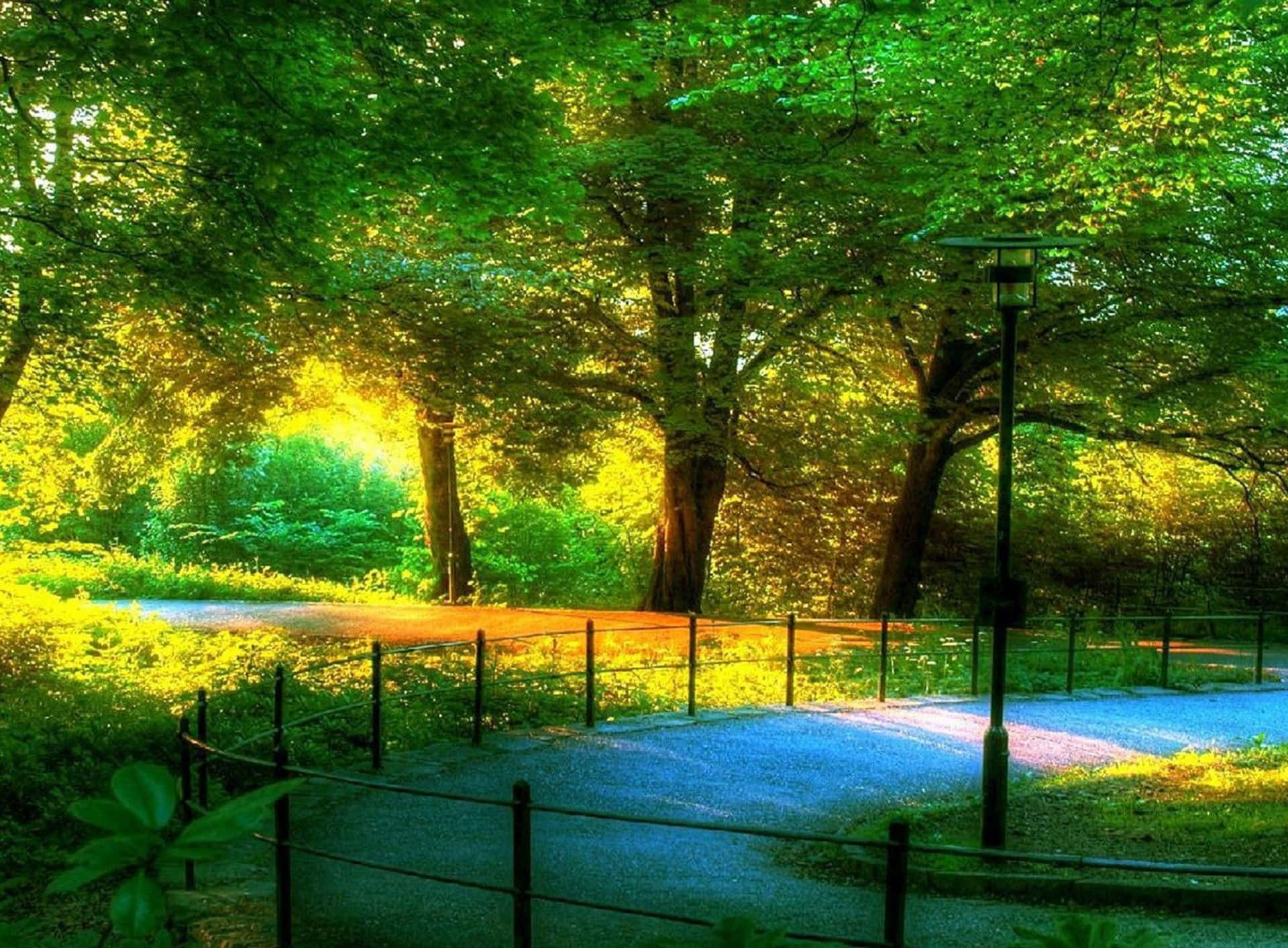 Beautiful Scenery Desktop Green Trees Park