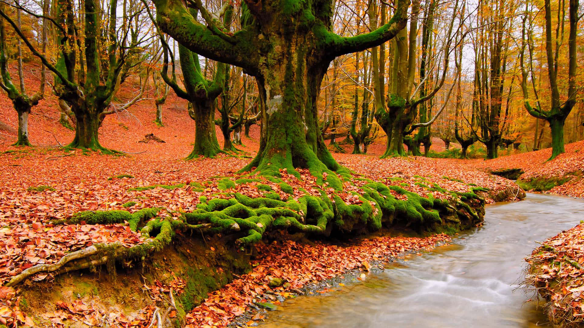 Beautiful Scenery Desktop Hayedo Otzarreta Background