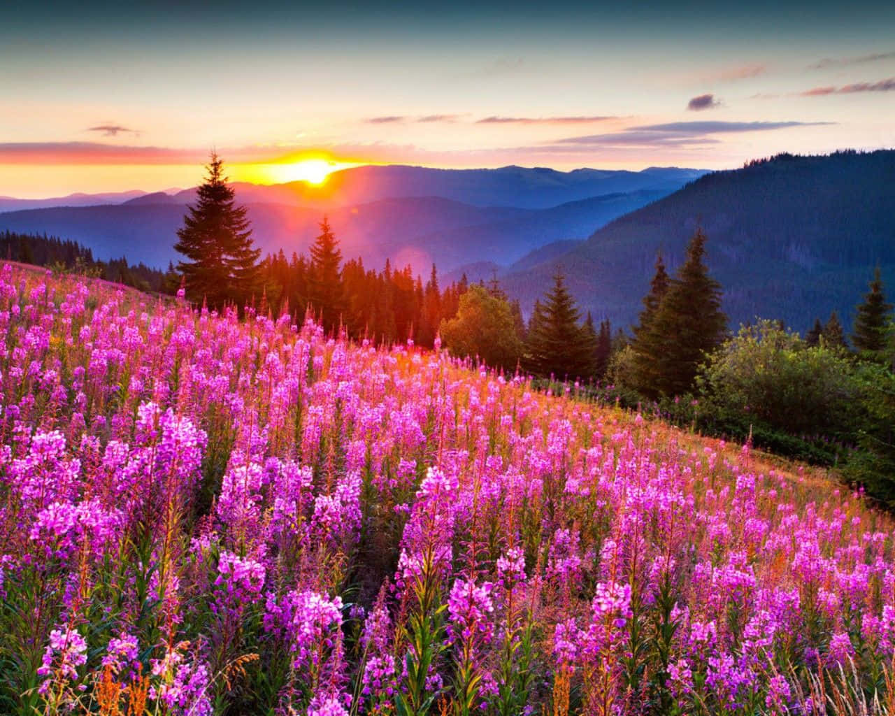 Beautiful Scenery Desktop Lavender Flowers Field Background