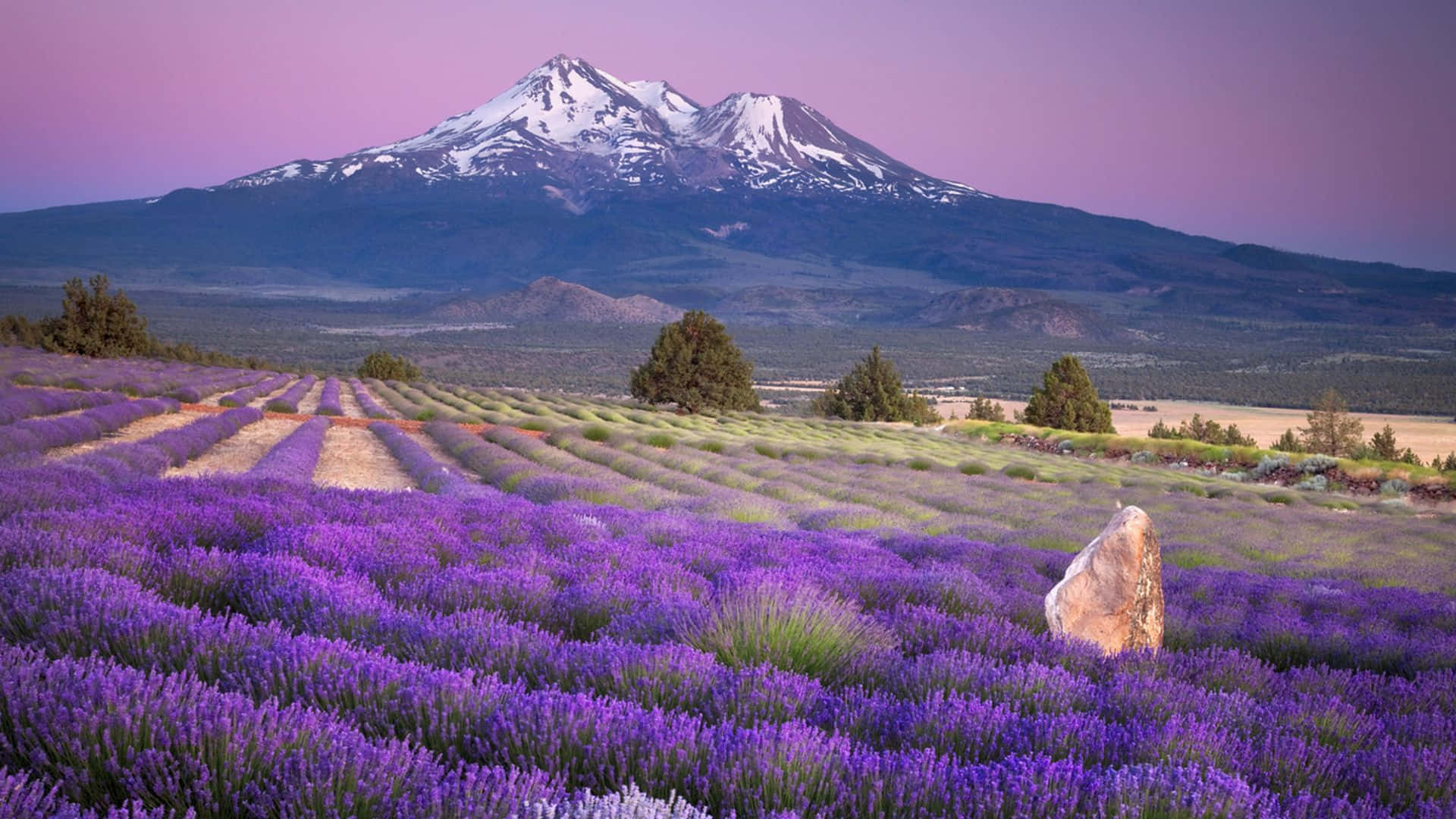 Beautiful Scenery Desktop Mount Shasta Lavender Farms Background