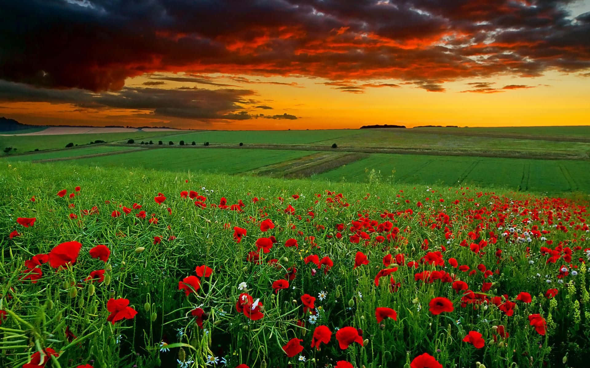 Beautiful Scenery Desktop Red Poppy Field