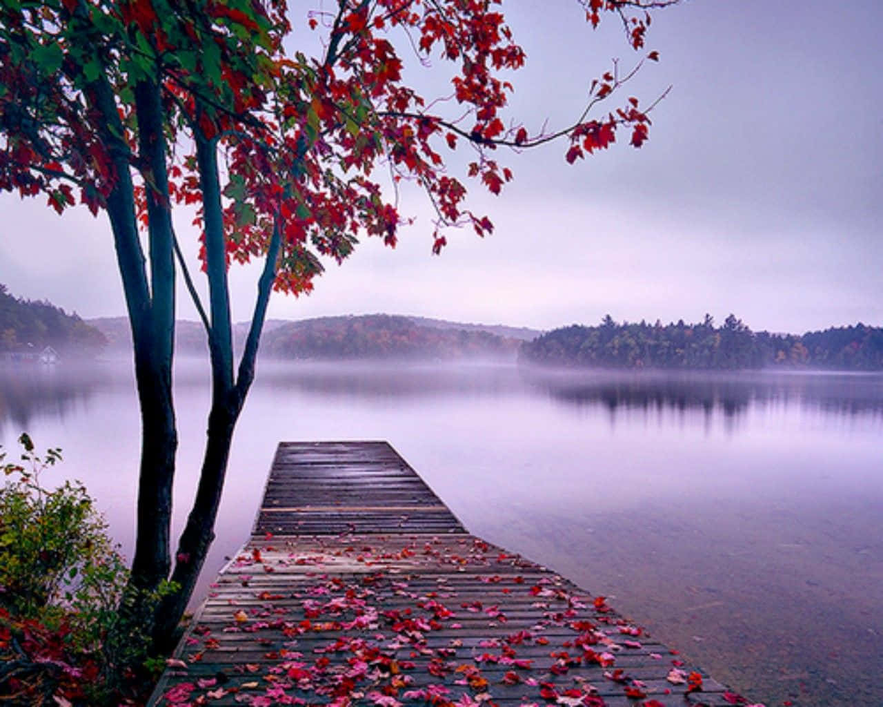 Beautiful Scenery Desktop Tree Nature Dock