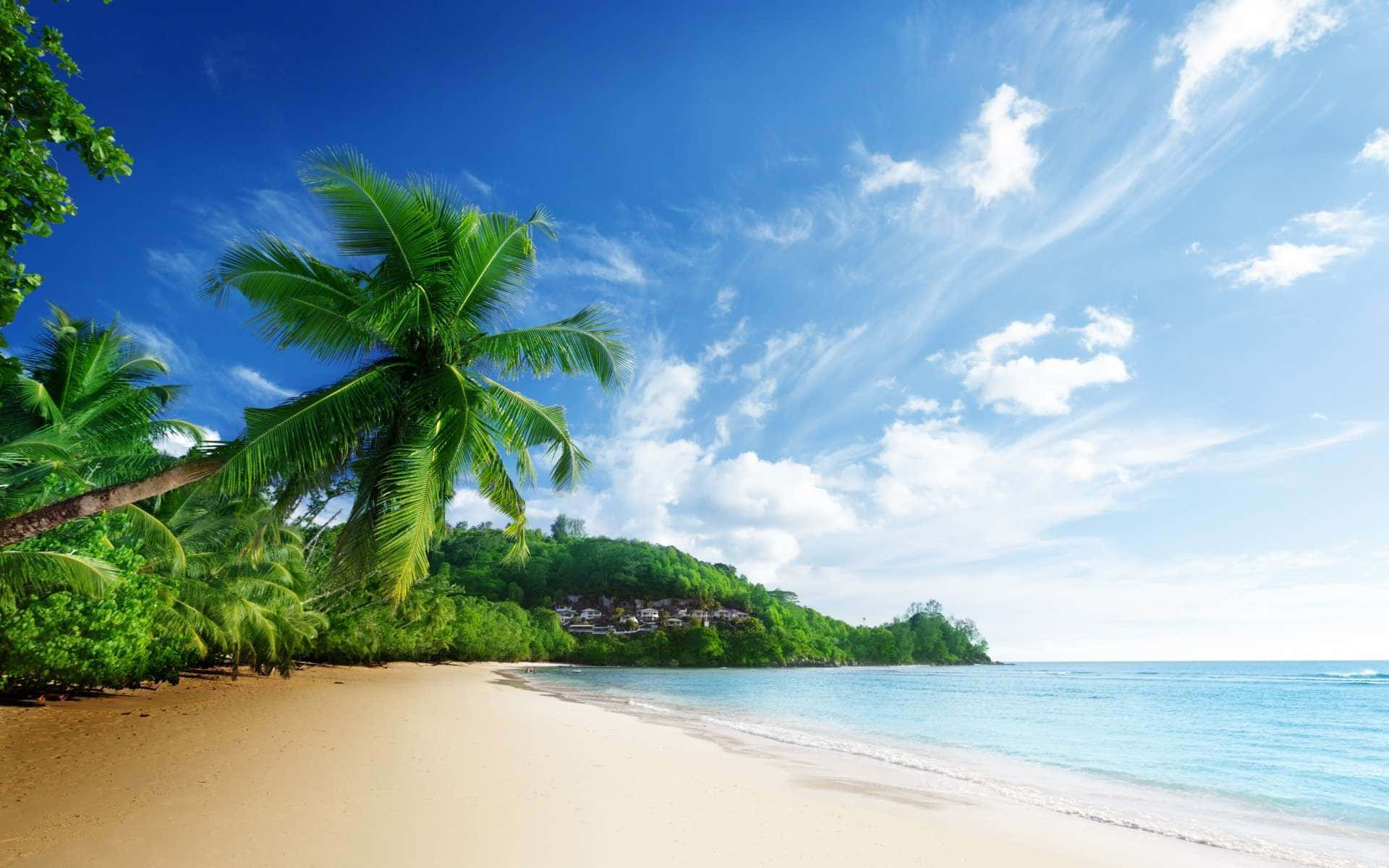 Beautiful Scenery Desktop Tropical Palm Island Background
