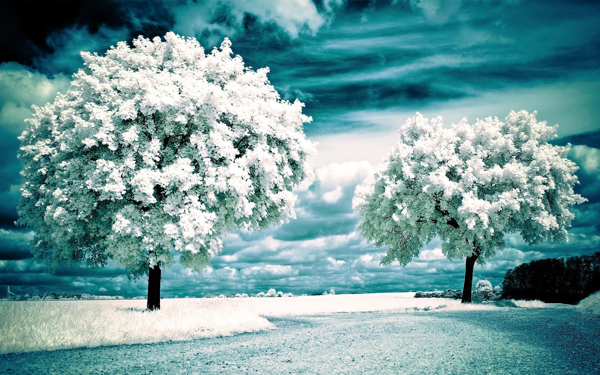 Beautiful Scenery Desktop Winter Snow Trees